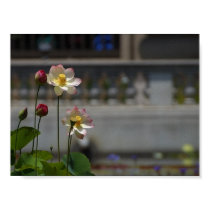 Water Lillies Lilly posters by lifesphere Water Lillies Lilly posters