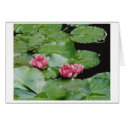 Water Lillies, Monet's House, Giverny, France cards by christellewiggins Water Lillies, Monet's House, Giverny, France cards