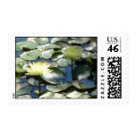 Water Lillies