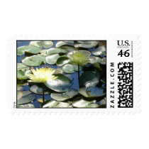 Water Lillies postage
