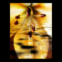 Water Lillium Print posters