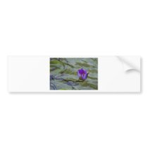 Water Lilly 2 Bumper Stickers