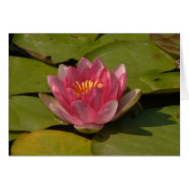 Water Lilly 2 cards