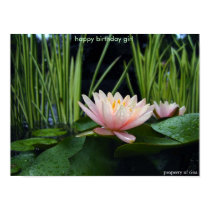 Water lilly after rain posters by squarejoe Water lilly after rain posters