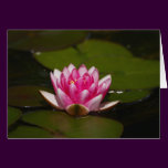 Water lilly and pads