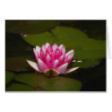 Water lilly and pads cards by Flowerpixels Water lilly and pads cards