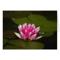 Water lilly and pads cards by Flowerpixels Water lilly and pads cards