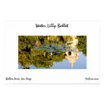 Water Lilly Ballet