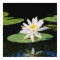 water lilly,  Brent Houston Photography posters
