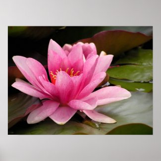 Water Lilly Canvas Print