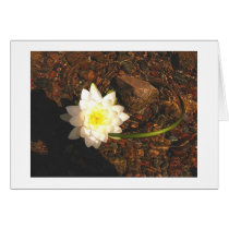 Water Lilly cards