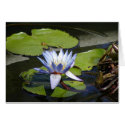 Water Lilly cards by blitzbbffl Water Lilly cards