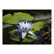 Water Lilly cards by blitzbbffl Water Lilly cards