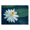 Water Lilly Card