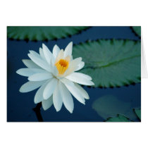 Water Lilly Card by LaVellaK Water Lilly Card
