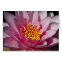 Water Lilly cards