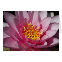 Water Lilly cards by Flowerpixels Water Lilly cards