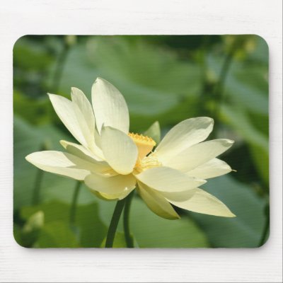 Water lilly flower mouse mats by amwesley