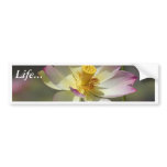 Water Lilly Flowers Bumper Sticker
