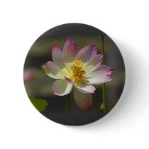Water Lilly Flowers buttons