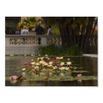 Water Lilly Lillies Flowers posters