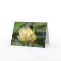 Water Lilly Lotus cards by amwesley Water Lilly Lotus cards