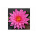 Water Lilly posters by a2patel Water Lilly posters
