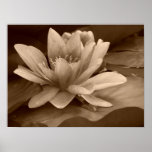Water Lilly Poster