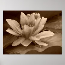 Water Lilly Poster