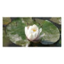 water lily 1 customized photo card