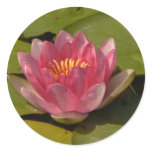 Water Lily 2 Stickers