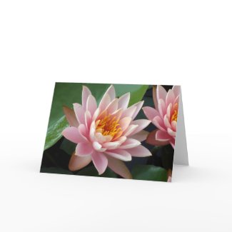 Water Lily Beauty card