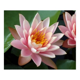 Water Lily Beauty print