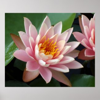 Water Lily Beauty print