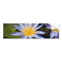 Water Lily Bumper Stickers