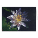 Water Lily cards by alidasaxon Water Lily cards