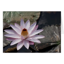 Water Lily Greeting Card