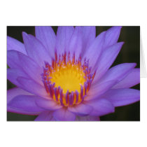 Water lily cards