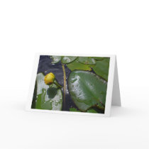 Water Lily cards by dinerbabe Water Lily cards