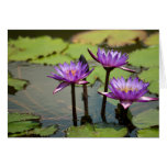 Water Lily Card (Blank)