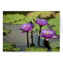Water Lily Card (Blank)