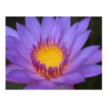 Water Lily Card Post Cards