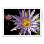 Water Lily Cards
