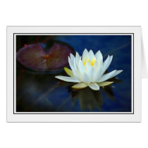 Water Lily cards