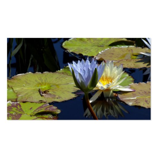 Water Lily Dance Business Card Templates (back side)