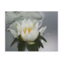 Water Lily Flower Photography Postcard