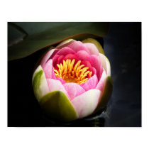 Water Lily Flower posters