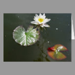 Water  lily cards