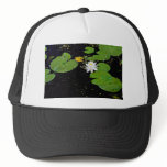 Water lily, Ile du Marais, Ste-Catherine-de-Hatley