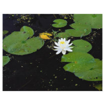 Water lily, Ile du Marais, Ste-Catherine-de-Hatley Full Color Flyer